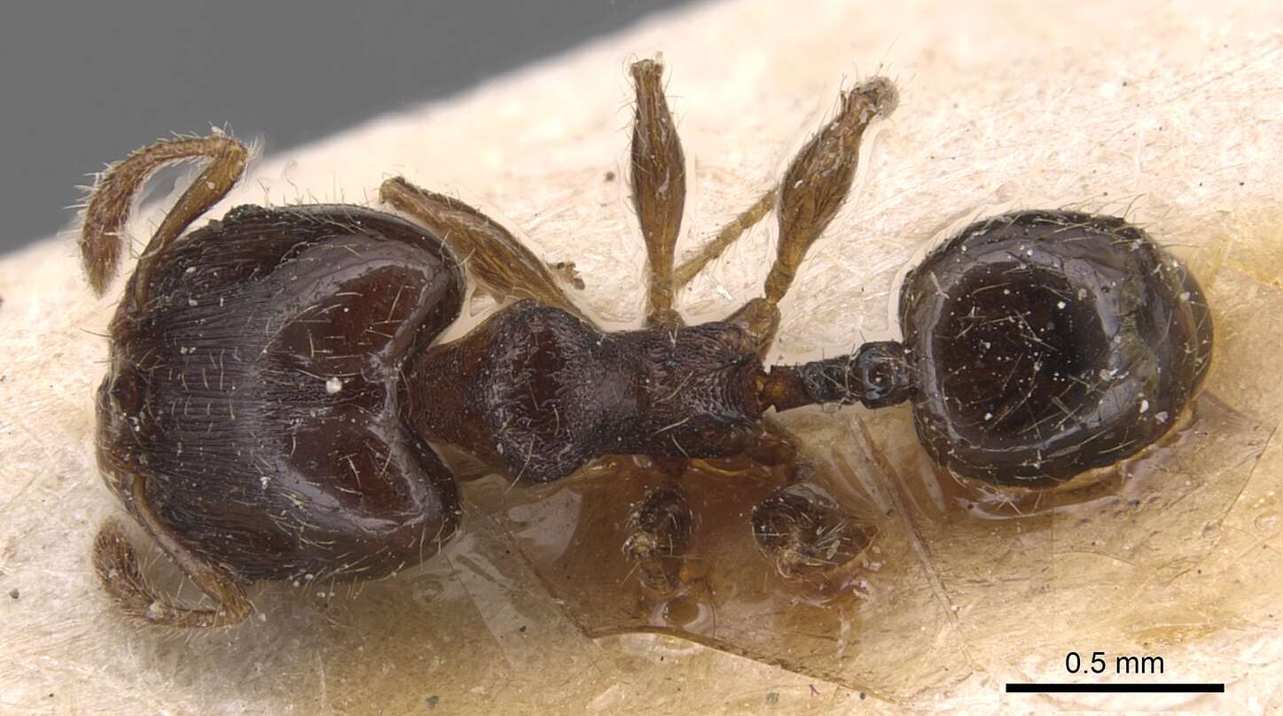 Image of <i>Pheidole asperithorax</i>