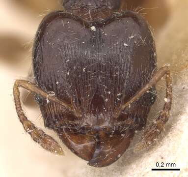 Image of <i>Pheidole asperithorax</i>