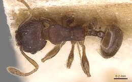 Image of <i>Pheidole asperithorax</i>