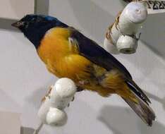 Image of Golden-rumped Euphonia