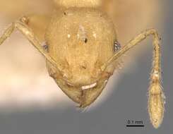 Pheidole arhuaca Forel 1901 resmi