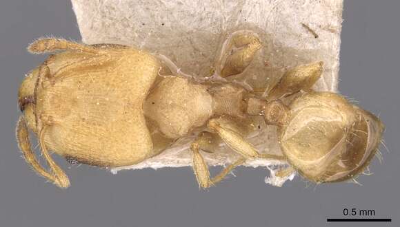 Pheidole goeldii Forel 1896 resmi