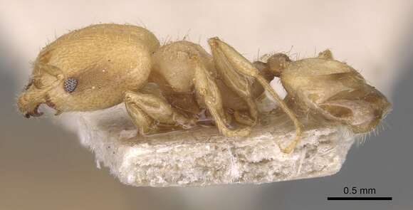 Image of Pheidole goeldii Forel 1896