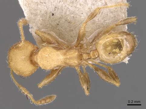 Image of Pheidole goeldii Forel 1896