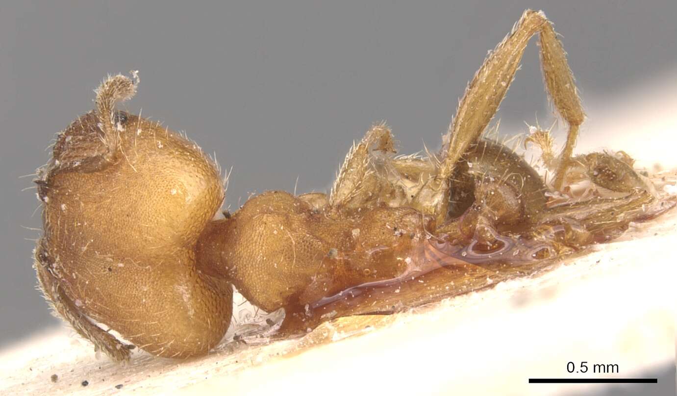 Image of Pheidole anastasii Emery 1896