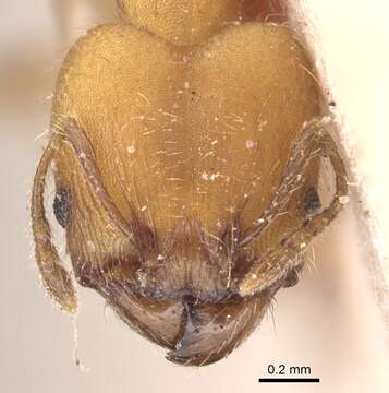 Image of Pheidole anastasii Emery 1896