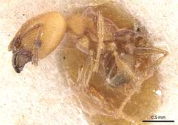 Image of Pheidole anastasii Emery 1896