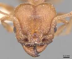 Pheidole crassicornis Emery 1895 resmi