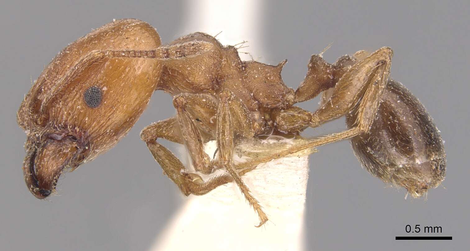 Pheidole crassicornis Emery 1895 resmi