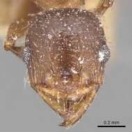 Pheidole crassicornis Emery 1895 resmi