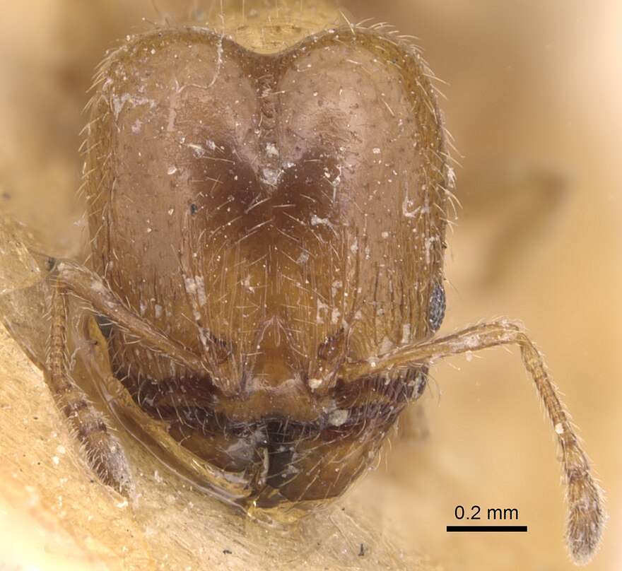 Pheidole bicarinata Mayr 1870 resmi