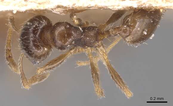 Pheidole bicarinata Mayr 1870 resmi