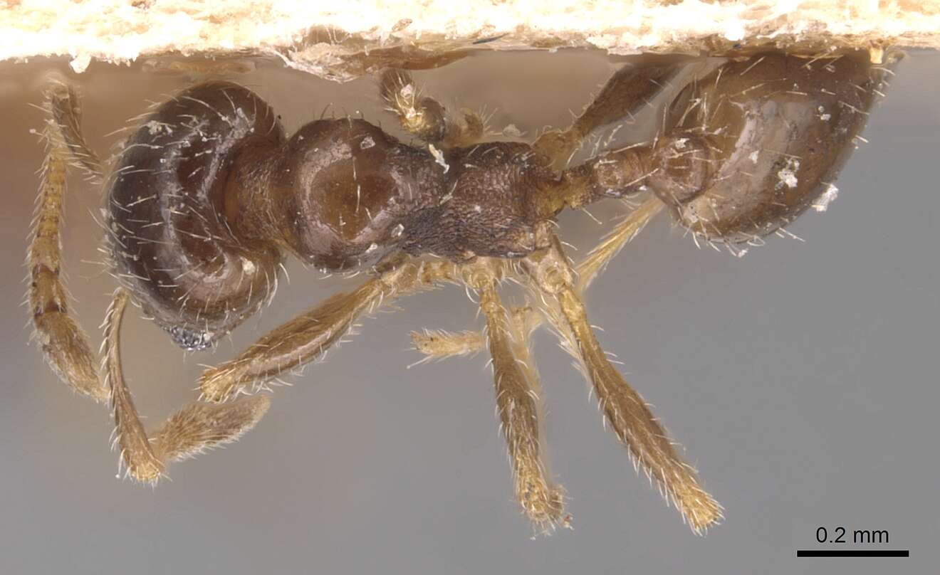 Pheidole bicarinata Mayr 1870 resmi