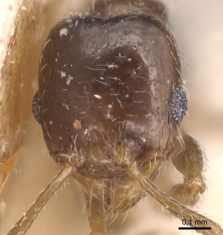 Pheidole bicarinata Mayr 1870 resmi