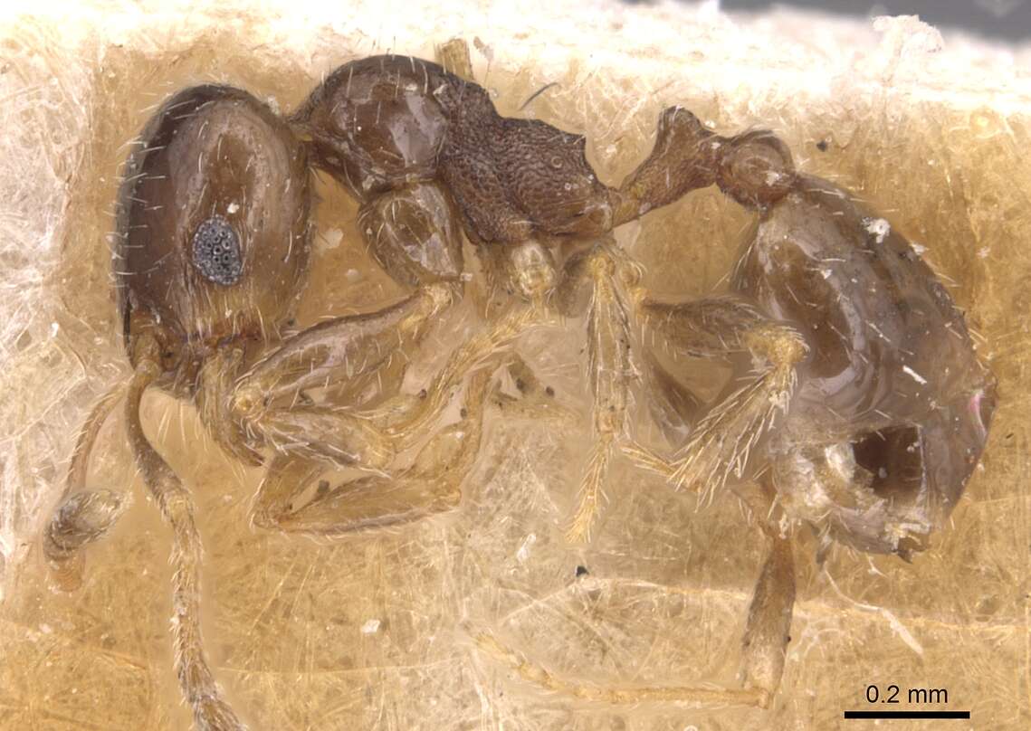 Pheidole bicarinata Mayr 1870 resmi