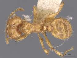 Pheidole bicarinata Mayr 1870 resmi