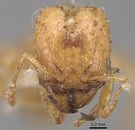 Pheidole bicarinata Mayr 1870 resmi