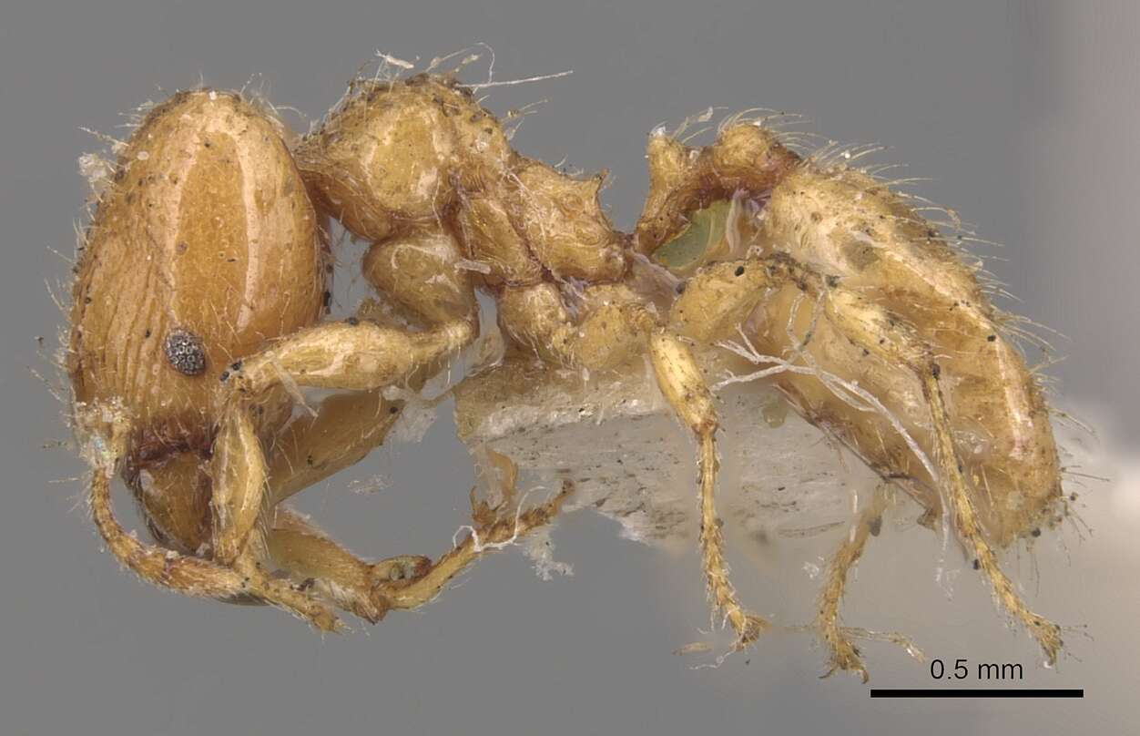 Pheidole bicarinata Mayr 1870 resmi