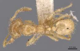 Pheidole bicarinata Mayr 1870 resmi