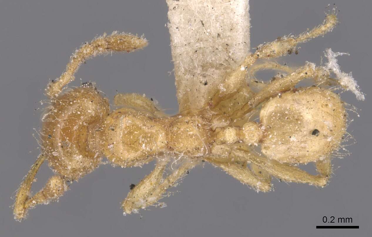 Pheidole bicarinata Mayr 1870 resmi