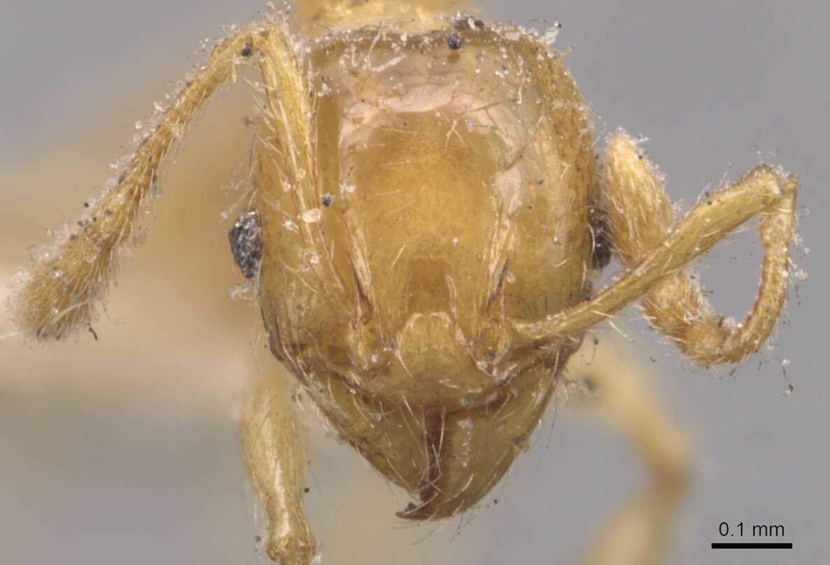 Pheidole bicarinata Mayr 1870 resmi