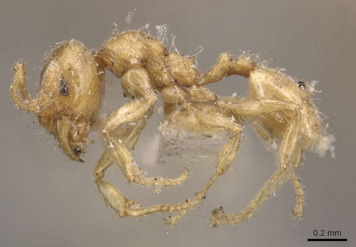 Pheidole bicarinata Mayr 1870 resmi