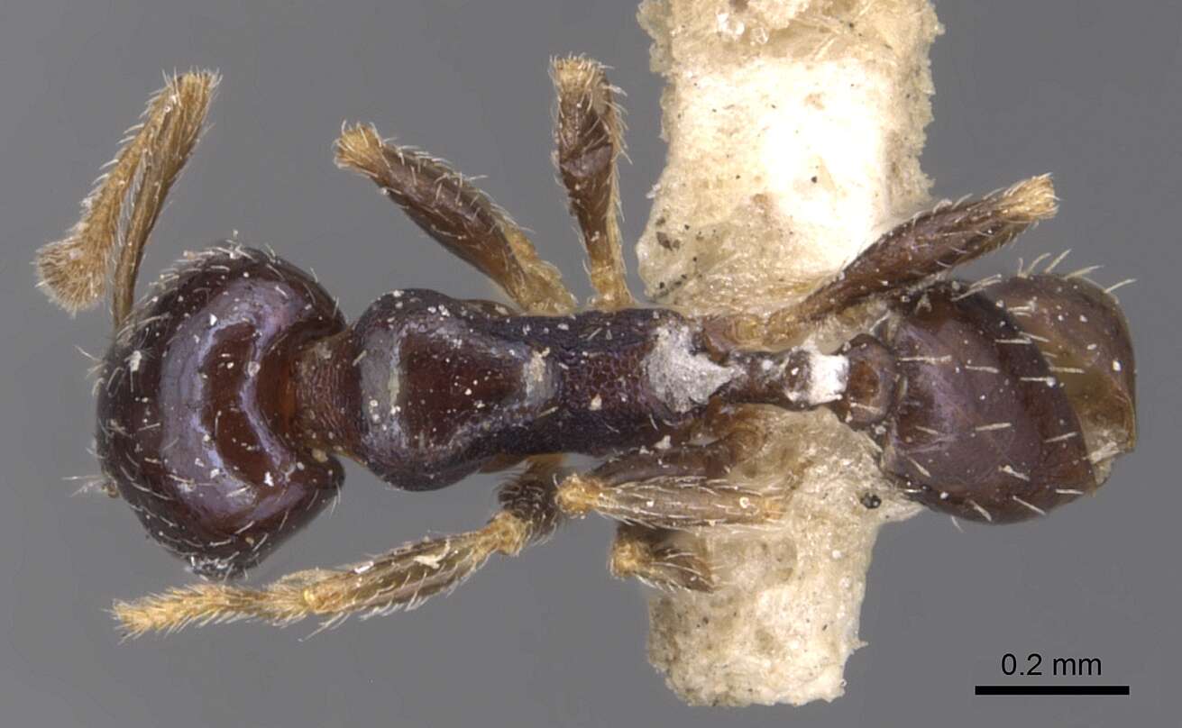 Image of Pheidole metallescens Emery 1895