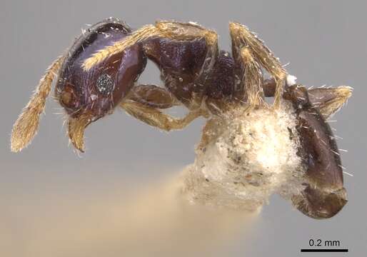 Image of Pheidole metallescens Emery 1895