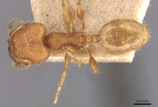 Image of Pheidole bambusarum Forel 1908