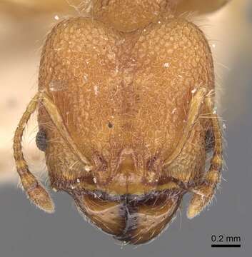 Image of Pheidole bambusarum Forel 1908