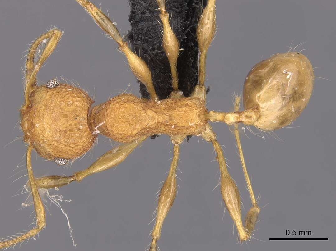 Image of Pheidole bambusarum Forel 1908