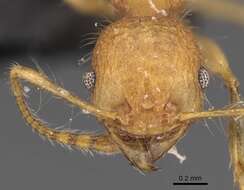 Image of Pheidole bambusarum Forel 1908