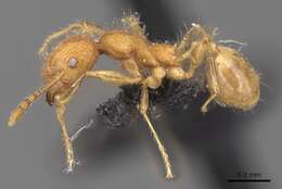 Image of Pheidole bambusarum Forel 1908