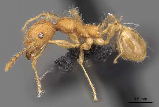 Image of Pheidole bambusarum Forel 1908