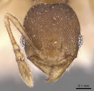 Image of Pheidole transversostriata Mayr 1887