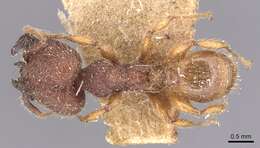 Image of Pheidole aper Forel 1912