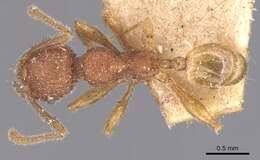 Image of Pheidole aper Forel 1912