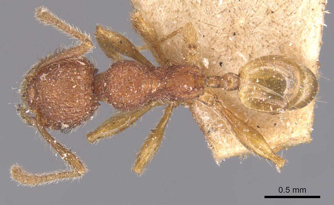 Image of Pheidole aper Forel 1912