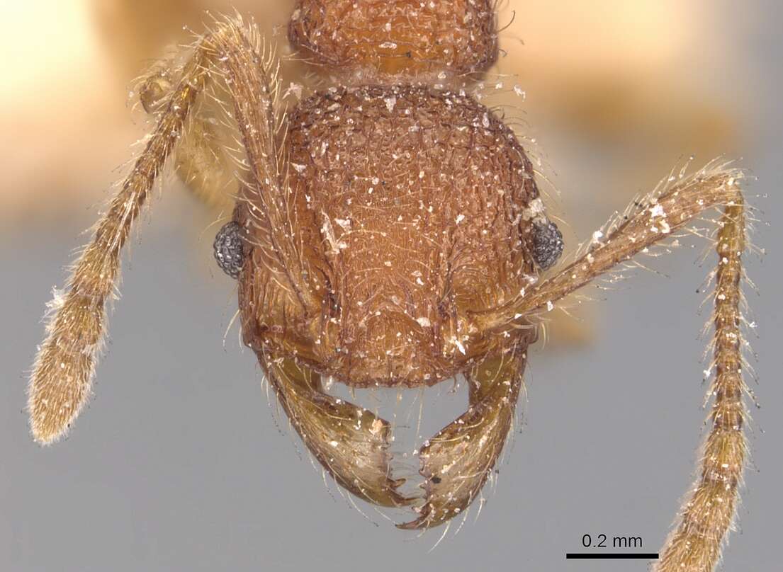 Image of Pheidole aper Forel 1912