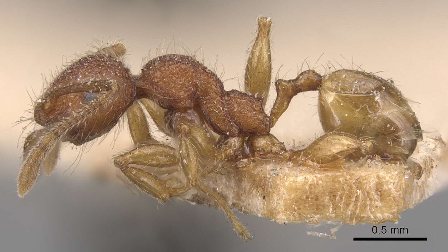 Image of Pheidole aper Forel 1912