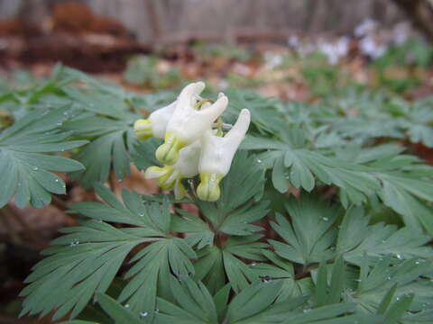 Image of dutchman's breeches