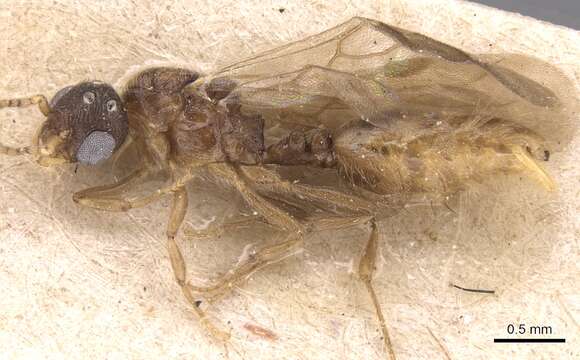 Image of Stereomyrmex horni Emery 1901