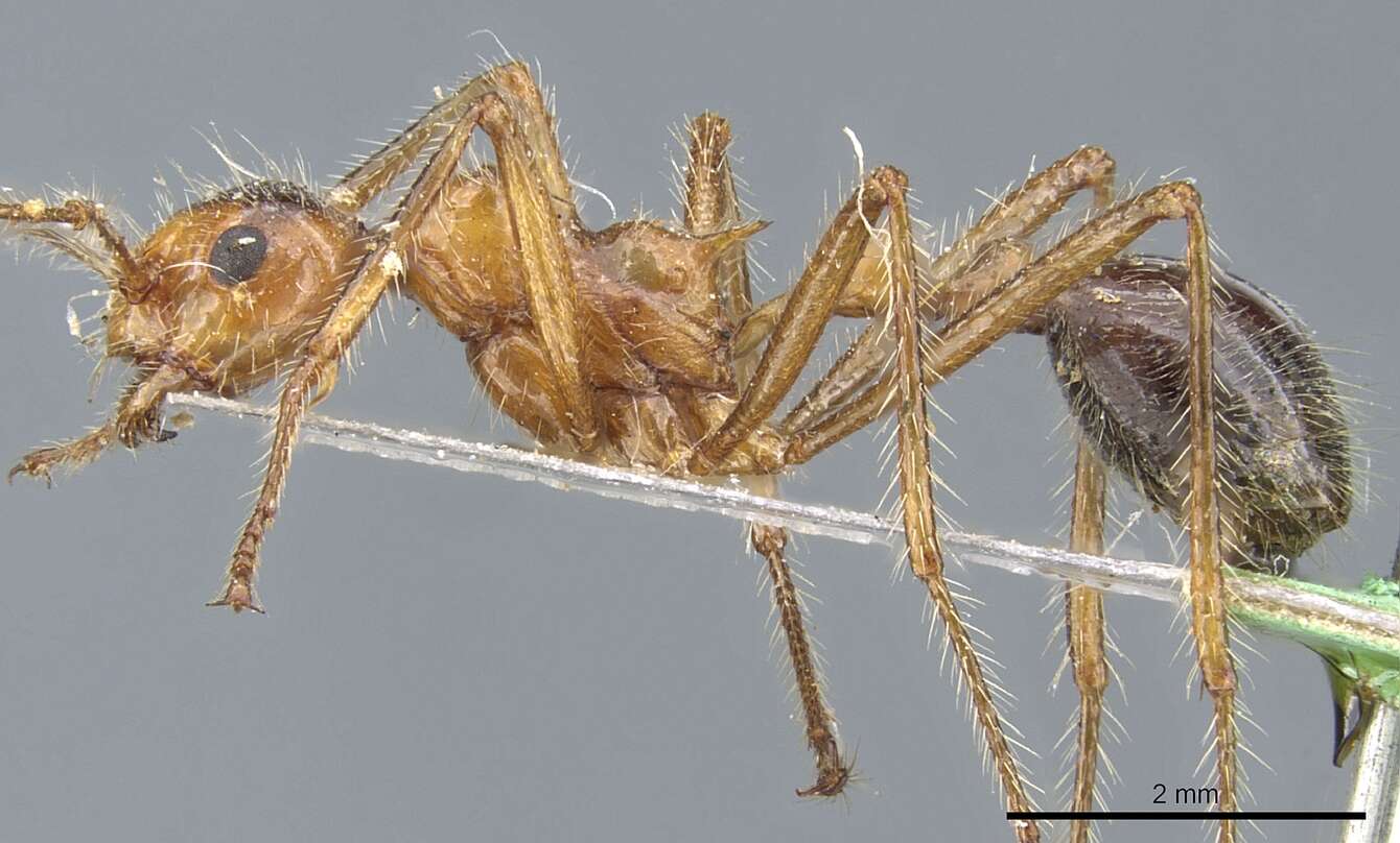 Image of Myrmicaria melanogaster Emery 1900