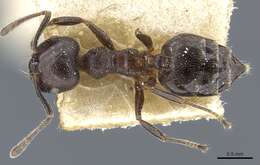 Image of Crematogaster theta Forel 1911