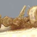 Image of Crematogaster chlorotica Emery 1899