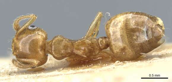 Image of Crematogaster chlorotica Emery 1899