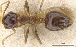 صورة Crematogaster concava Emery 1899