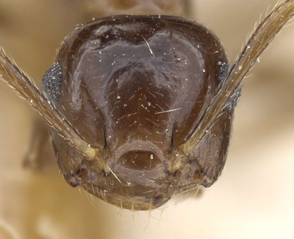 صورة Crematogaster concava Emery 1899