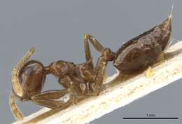 صورة Crematogaster concava Emery 1899