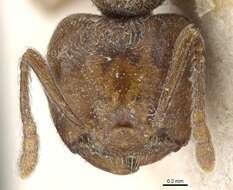 Image of Crematogaster gabonensis Emery 1899